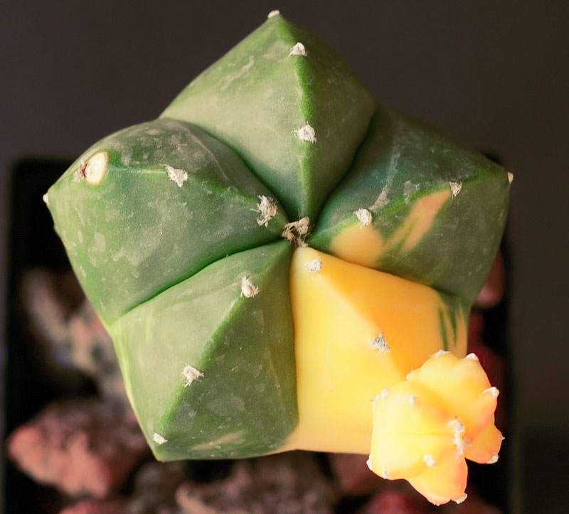 Astrophytum myriostigma nudum variegata